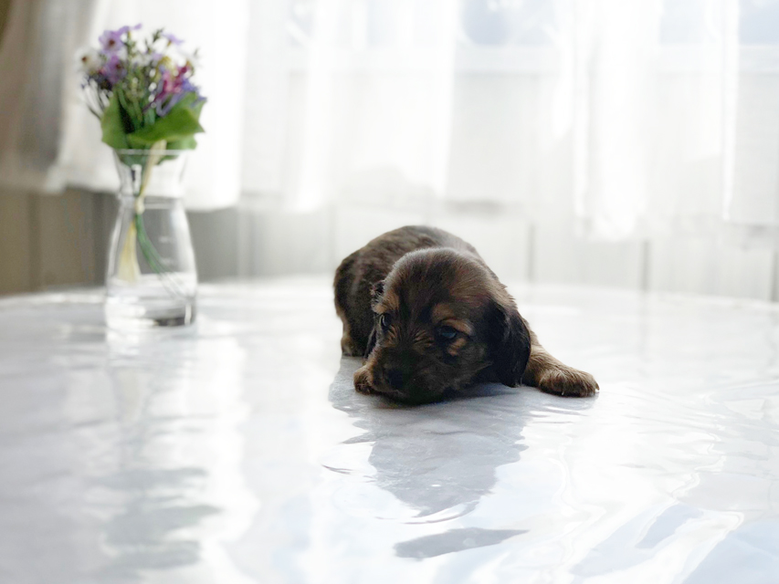 カニンヘンダックスフンド わかば & 竹千代の子犬 レッド 男の子(2)IMG_3418 カニンヘンダックスフンド わかば & 竹千代の子犬 レッド 男の子(2)