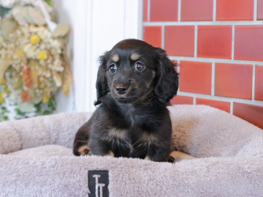 カニンヘン ダックスフンド ジェシーcs & ナイトの子犬 ブラックイエロー（ブラッククリーム） 女の子