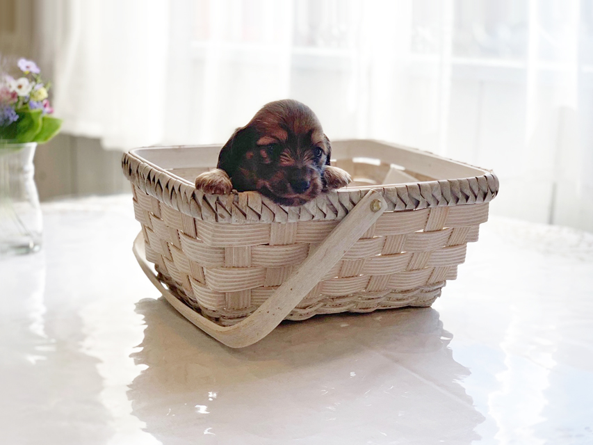 カニンヘンダックスフンド わかば & 竹千代の子犬 レッド 男の子(2)IMG_3430 カニンヘンダックスフンド わかば & 竹千代の子犬 レッド 男の子(2)