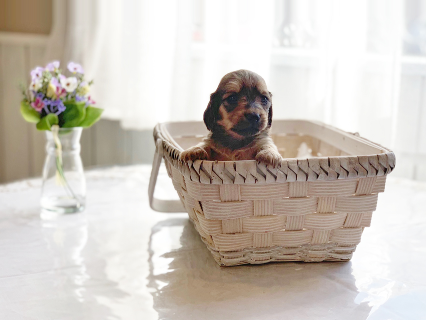 カニンヘンダックスフンド わかば & 竹千代の子犬 イエロー(クリーム) 男の子IMG_3453 カニンヘンダックスフンド わかば & 竹千代の子犬 イエロー(クリーム) 男の子