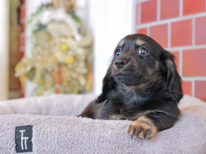 カニンヘン ダックスフンド ジェシーcs & ナイトの子犬 ブラックイエロー（ブラッククリーム） 女の子