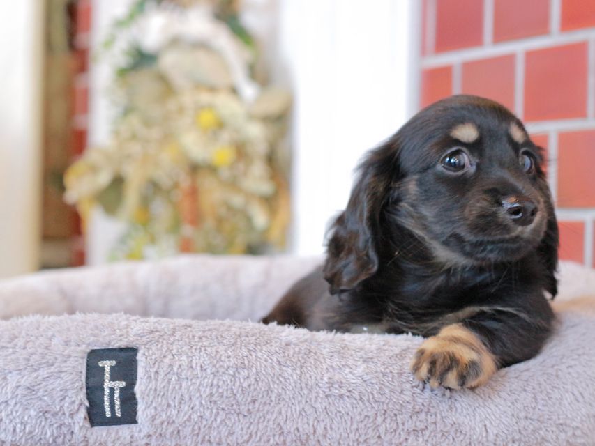 カニンヘン ダックスフンド ジェシーcs & ナイトの子犬 ブラックイエロー（ブラッククリーム） 女の子