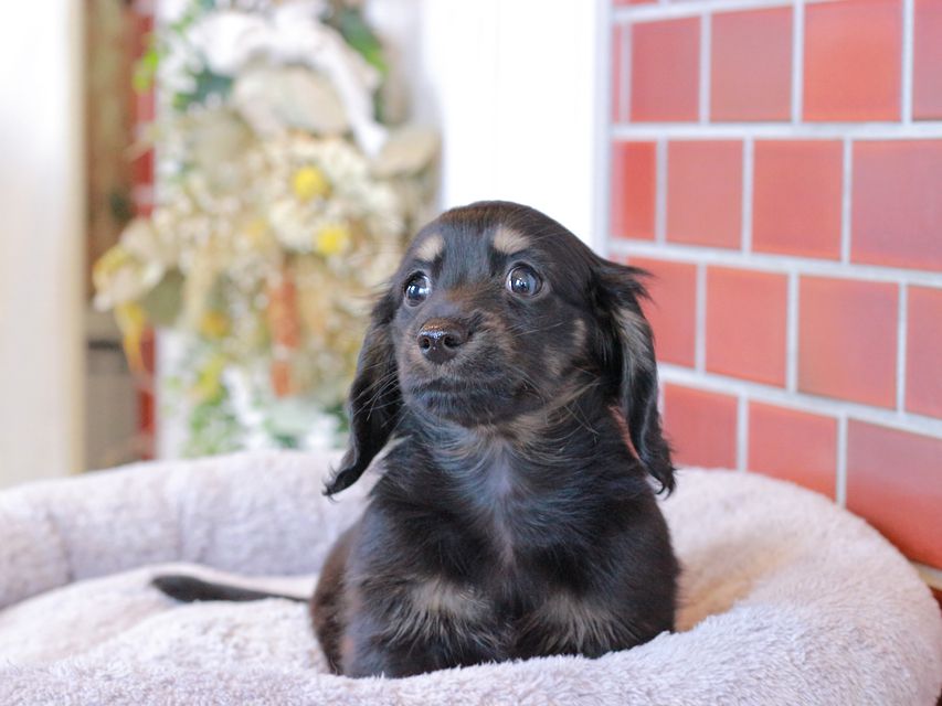 カニンヘン ダックスフンド ジェシーcs & ナイトの子犬 ブラックイエロー（ブラッククリーム） 女の子