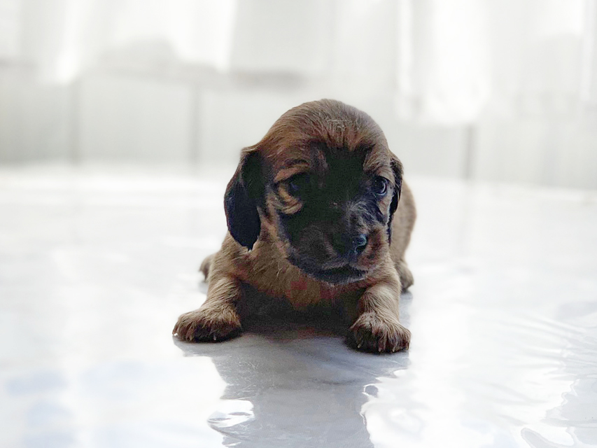 カニンヘンダックスフンド わかば & 竹千代の子犬 カラー考察中 女の子IMG_3480 カニンヘンダックスフンド わかば & 竹千代の子犬 カラー考察中 女の子