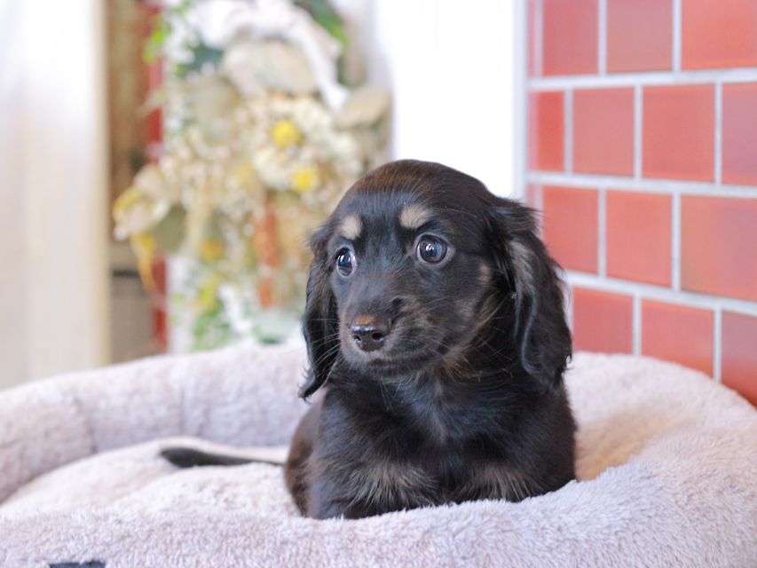 カニンヘン ダックスフンド ジェシーcs & ナイトの子犬 ブラックイエロー（ブラッククリーム） 女の子