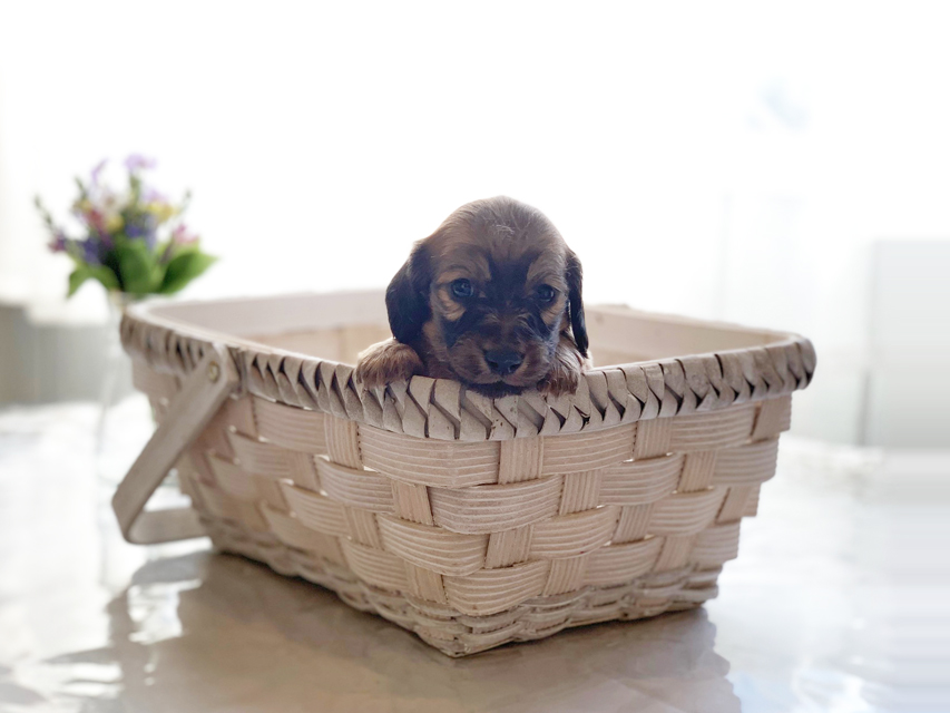 カニンヘンダックスフンド わかば & 竹千代の子犬 カラー考察中 女の子IMG_3489 カニンヘンダックスフンド わかば & 竹千代の子犬 カラー考察中 女の子