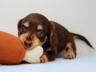 カニンヘン ダックスフンド 子犬 チョコ＆クリーム 男の子