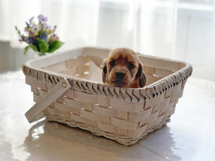 カニンヘンダックスフンド わかば & 竹千代の子犬 レッド 女の子IMG_3506 カニンヘンダックスフンド わかば & 竹千代の子犬 レッド 女の子
