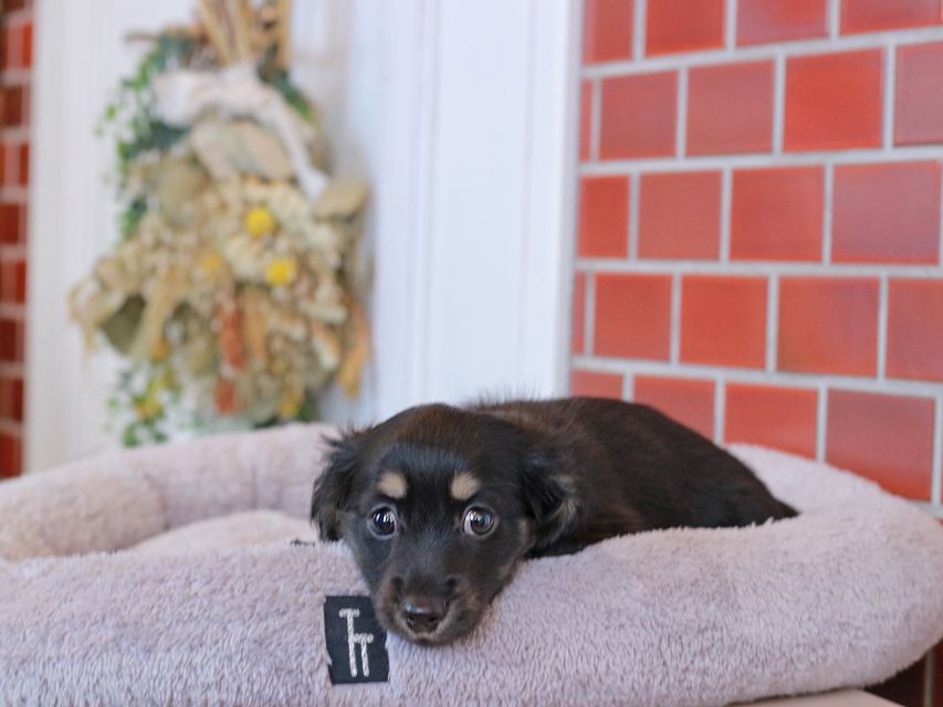 カニンヘン ダックスフンド ジェシーcs & ナイトの子犬 ブラックイエロー（ブラッククリーム） 女の子