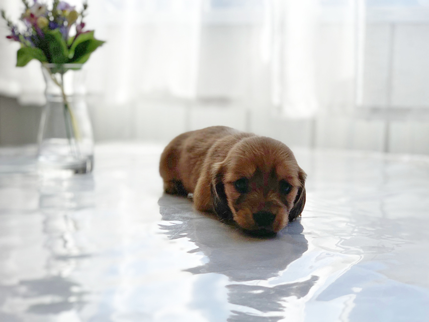 カニンヘンダックスフンド わかば & 竹千代の子犬 レッド 女の子IMG_3516 カニンヘンダックスフンド わかば & 竹千代の子犬 レッド 女の子