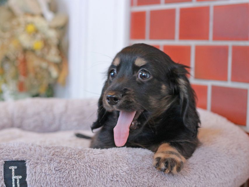 カニンヘン ダックスフンド ジェシーcs & ナイトの子犬 ブラックイエロー（ブラッククリーム） 女の子