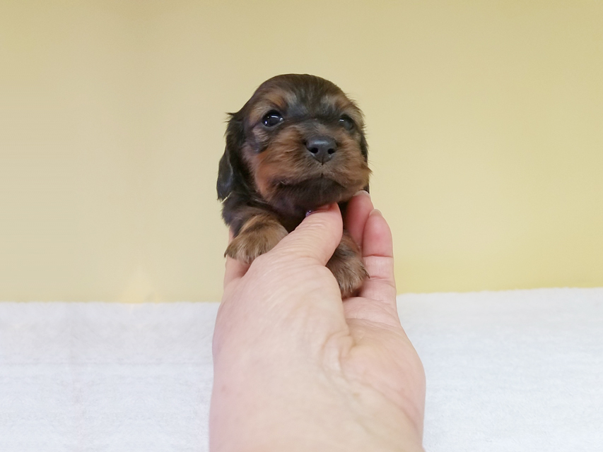 カニンヘンダックスフンド トア & プープーの子犬 レッド 女の子（1）