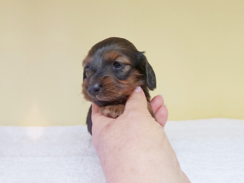 カニンヘンダックスフンド トア & プープーの子犬 レッド 女の子（1）