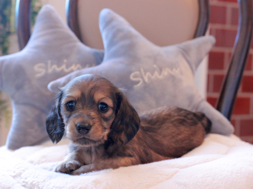 ミニチュアダックスフンド ルーシー & ジムダンディの子犬 レッド 女の子（3）