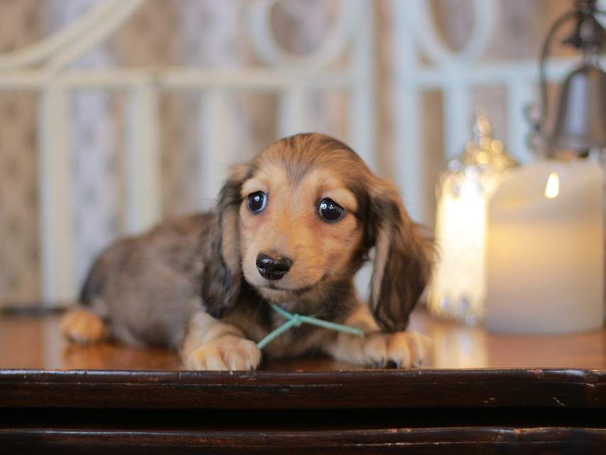 カニンヘン ダックスフンド チャーム & ボノの子犬 レディッシュイエロー（レディッシュクリーム） 男の子