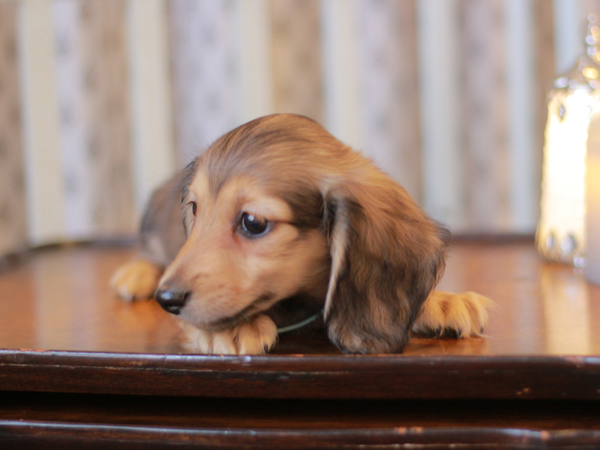 カニンヘン ダックスフンド チャーム & ボノの子犬 レディッシュイエロー（レディッシュクリーム） 男の子