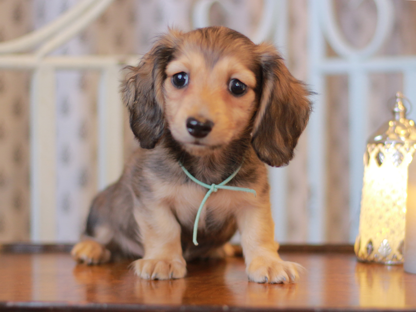 カニンヘン ダックスフンド チャーム & ボノの子犬 レディッシュイエロー（レディッシュクリーム） 男の子