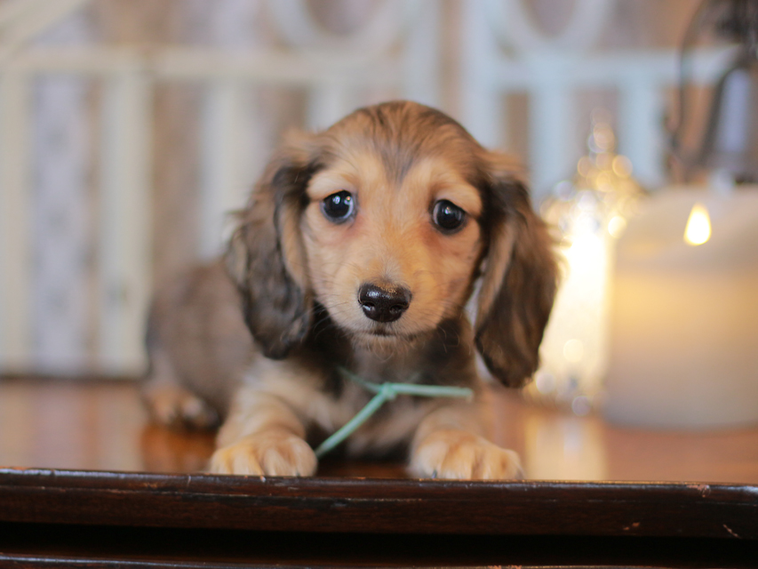 カニンヘン ダックスフンド チャーム & ボノの子犬 レディッシュイエロー（レディッシュクリーム） 男の子