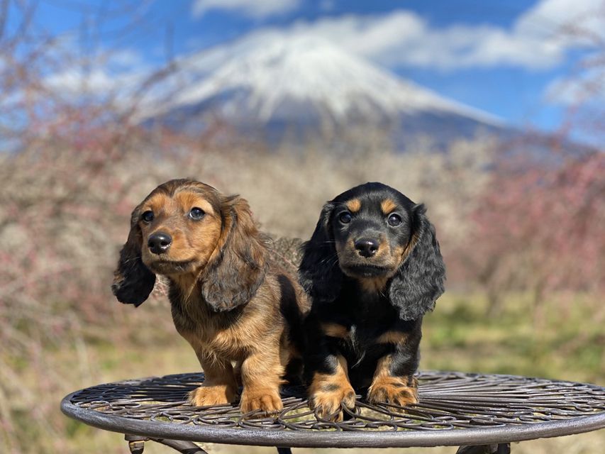 ミニチュアダックスフンド ジャジー & ジムの子犬 ブラックタン 男の子、レッド 男の子（2）