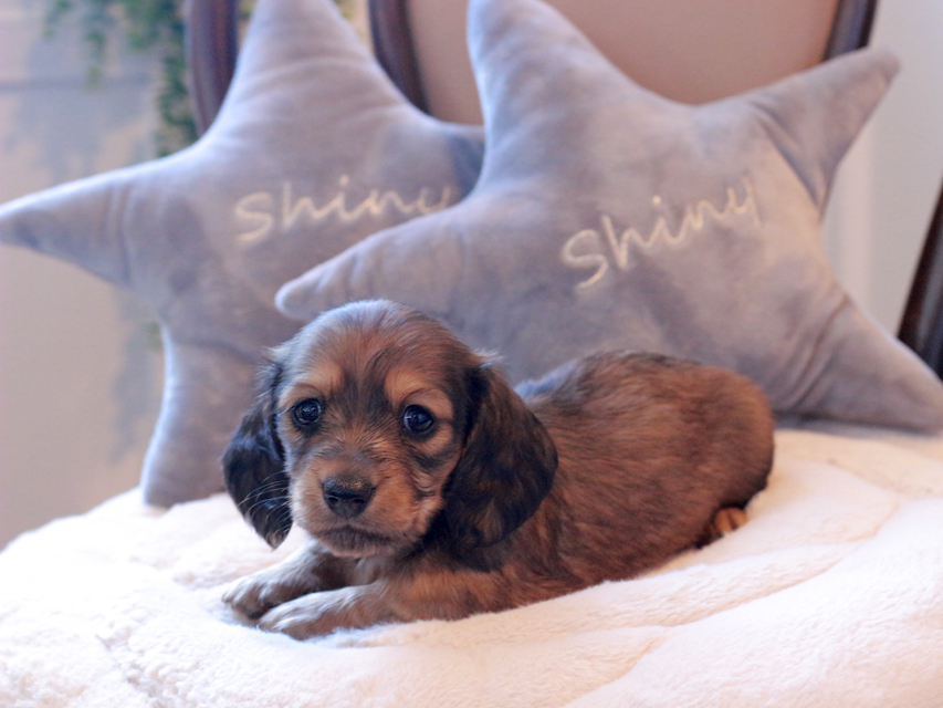 ミニチュアダックスフンド ルーシー & ジムダンディの子犬 レッド 女の子（3）