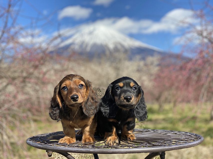 ミニチュアダックスフンド ジャジー & ジムの子犬 ブラックタン 男の子、レッド 男の子（2）