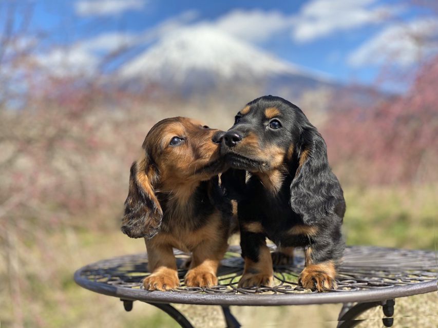 ミニチュアダックスフンド ジャジー & ジムの子犬 ブラックタン 男の子、レッド 男の子（2）