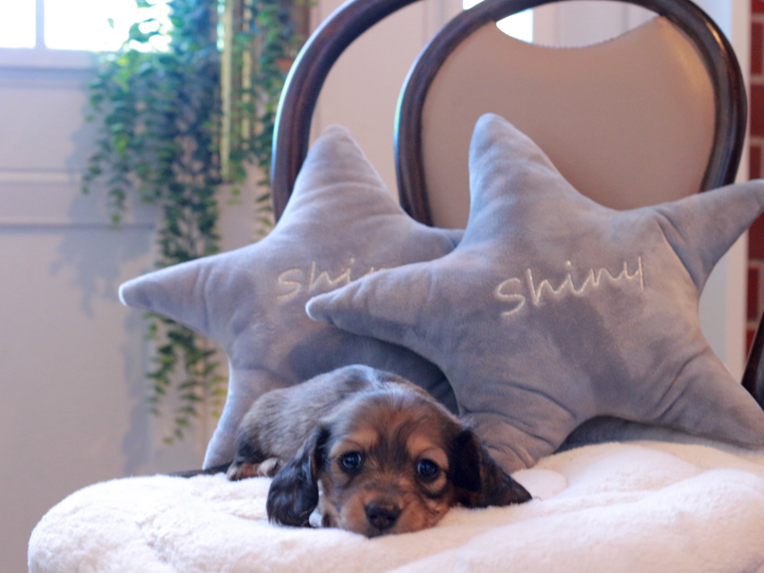 ミニチュアダックスフンド ルーシー & ジムダンディの子犬 レッド 女の子（3）