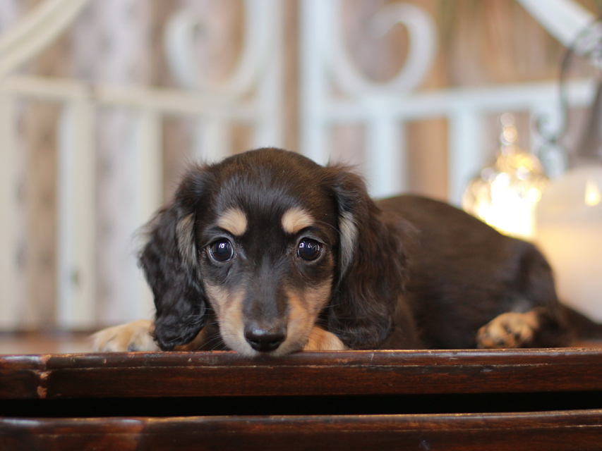 カニンヘン ダックスフンド チャーム & ボノの子犬 ブラックイエロー(ブラッククリーム) 男の子IMG_3639 カニンヘン ダックスフンド チャーム & ボノの子犬 ブラックイエロー(ブラッククリーム) 男の子