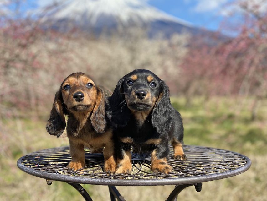 ミニチュアダックスフンド ジャジー & ジムの子犬 ブラックタン 男の子、レッド 男の子（2）