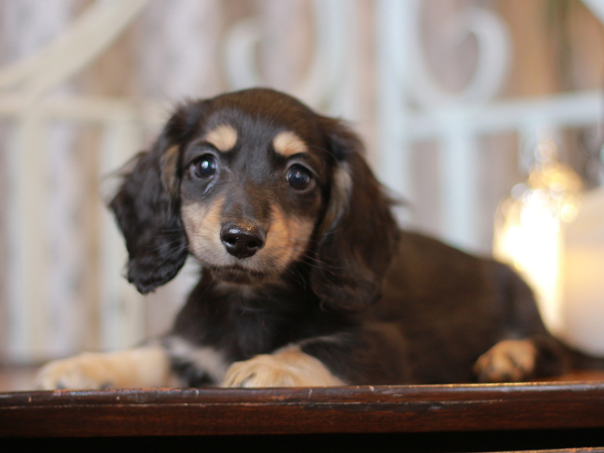 カニンヘン ダックスフンド チャーム & ボノの子犬 ブラックイエロー(ブラッククリーム) 男の子IMG_3640 カニンヘン ダックスフンド チャーム & ボノの子犬 ブラックイエロー(ブラッククリーム) 男の子