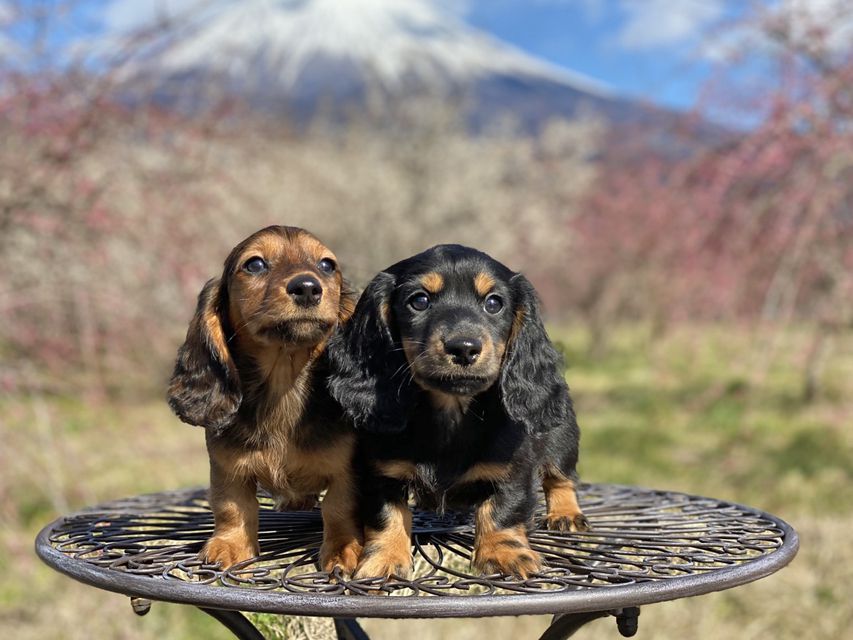 ミニチュアダックスフンド ジャジー & ジムの子犬 ブラックタン 男の子、レッド 男の子（2）