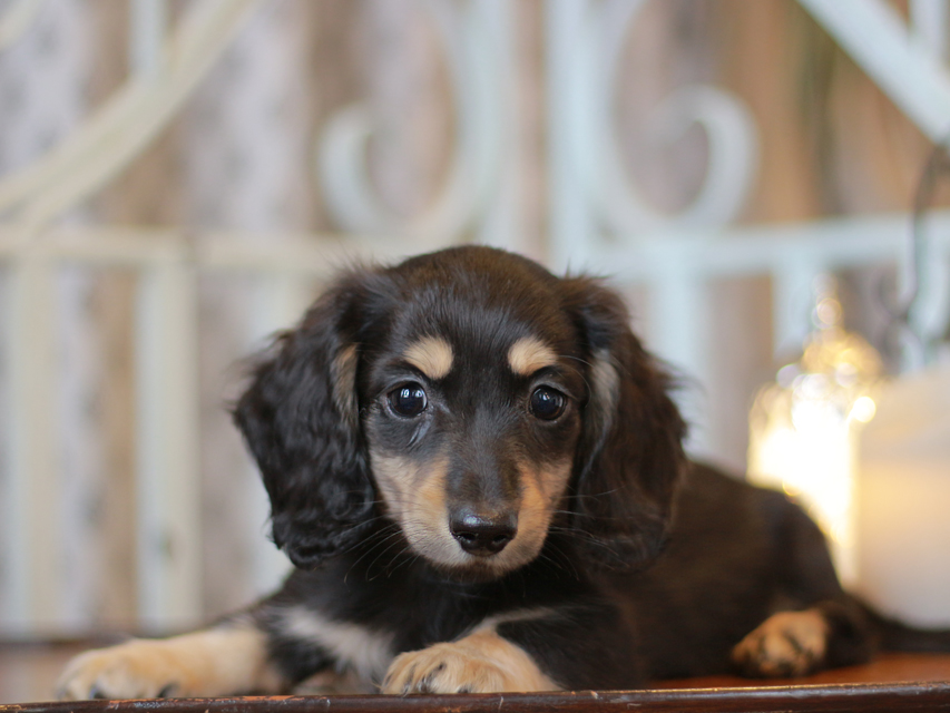 カニンヘン ダックスフンド チャーム & ボノの子犬 ブラックイエロー(ブラッククリーム) 男の子IMG_3642 カニンヘン ダックスフンド チャーム & ボノの子犬 ブラックイエロー(ブラッククリーム) 男の子