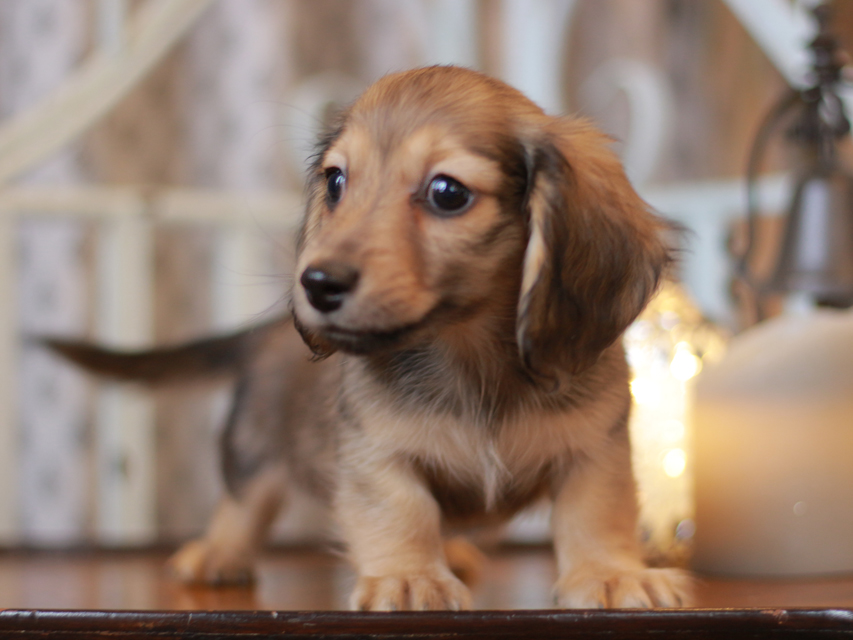 カニンヘン ダックスフンド チャーム & ボノの子犬 シェーデットイエロー（シェーデットクリーム） 男の子