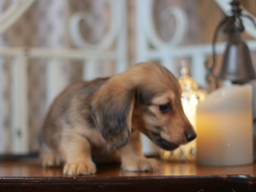 カニンヘン ダックスフンド チャーム & ボノの子犬 シェーデットイエロー（シェーデットクリーム） 男の子