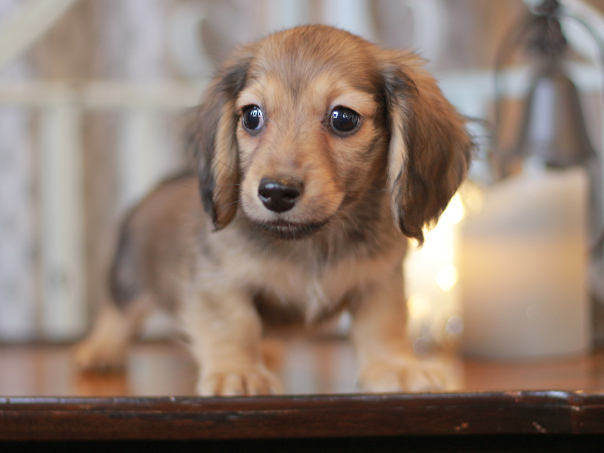 カニンヘン ダックスフンド チャーム & ボノの子犬 シェーデットイエロー（シェーデットクリーム） 男の子