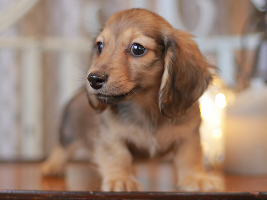 カニンヘン ダックスフンド チャーム & ボノの子犬 シェーデットイエロー（シェーデットクリーム） 男の子