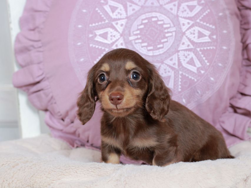 カニンヘン ダックスフンド パセリ & ナイトの子犬 チョコイエロー(チョコクリーム) 男の子IMG_3700 カニンヘン ダックスフンド パセリ & ナイトの子犬 チョコイエロー(チョコクリーム) 男の子