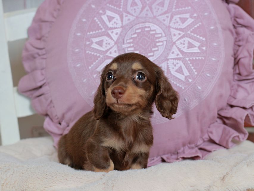 カニンヘン ダックスフンド パセリ & ナイトの子犬 チョコイエロー(チョコクリーム) 男の子IMG_3725 カニンヘン ダックスフンド パセリ & ナイトの子犬 チョコイエロー(チョコクリーム) 男の子