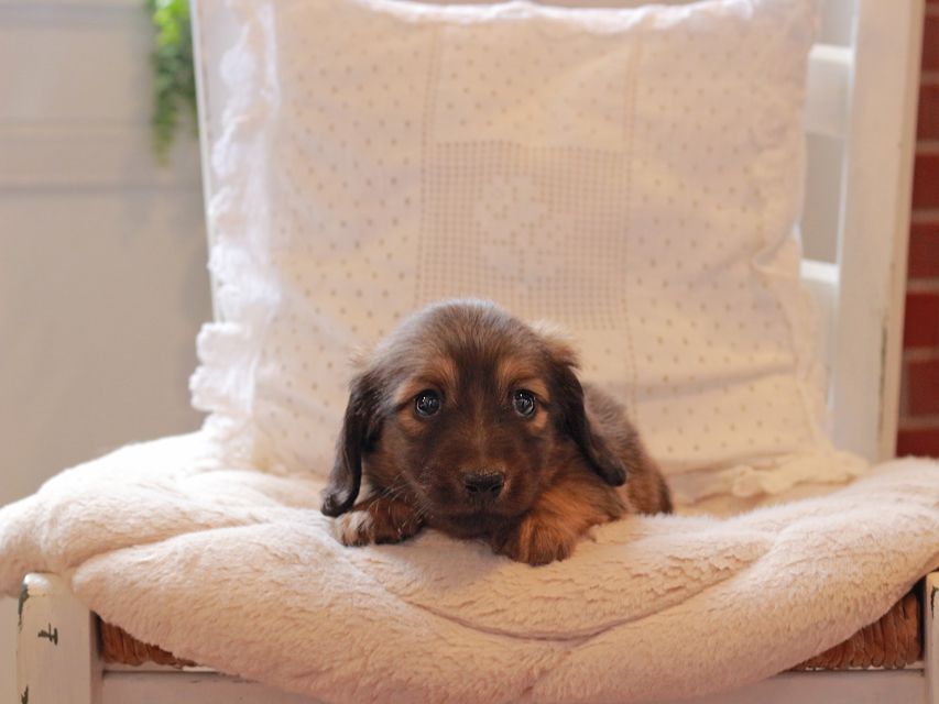 ミニチュアダックスフンド メイプル & 竹千代CHの子犬 レッド 男の子IMG_3746 ミニチュアダックスフンド メイプル & 竹千代CHの子犬 レッド 男の子