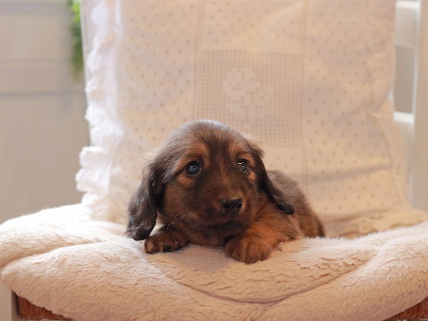 ミニチュアダックスフンド メイプル & 竹千代CHの子犬 レッド 男の子IMG_3758 ミニチュアダックスフンド メイプル & 竹千代CHの子犬 レッド 男の子