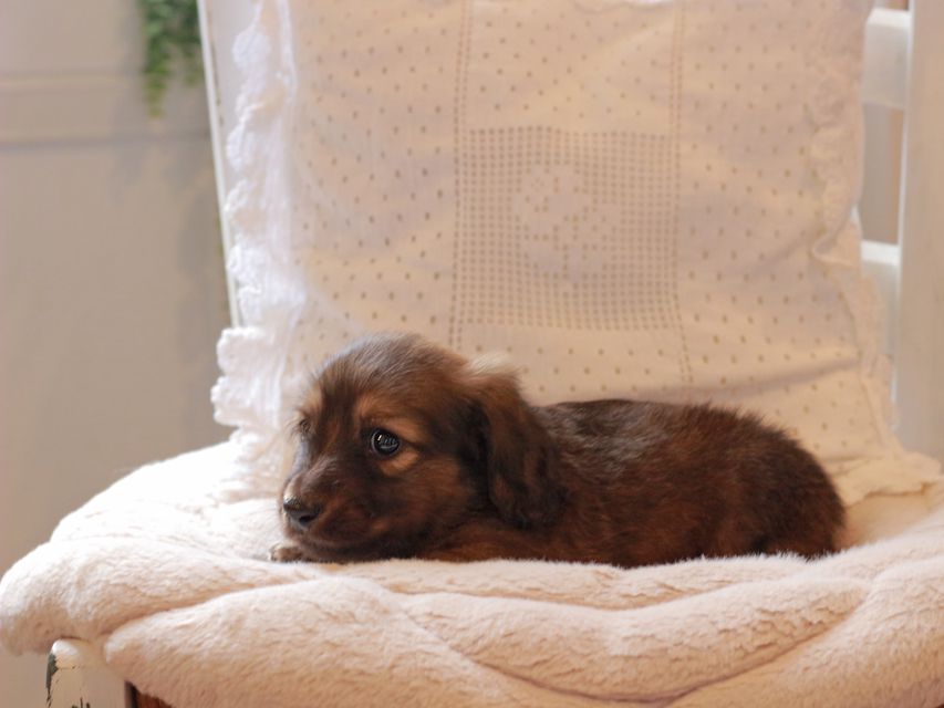 ミニチュアダックスフンド メイプル & 竹千代CHの子犬 レッド 男の子IMG_3759 ミニチュアダックスフンド メイプル & 竹千代CHの子犬 レッド 男の子
