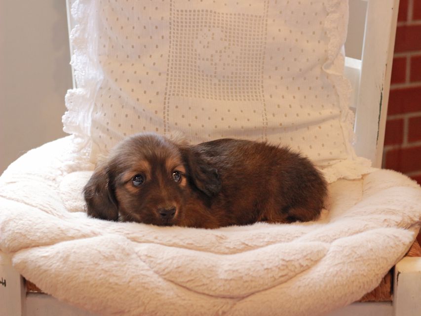 ミニチュアダックスフンド メイプル & 竹千代CHの子犬 レッド 男の子IMG_3771 ミニチュアダックスフンド メイプル & 竹千代CHの子犬 レッド 男の子