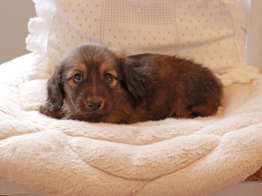 ミニチュアダックスフンド メイプル & 竹千代CHの子犬 レッド 男の子IMG_3777 ミニチュアダックスフンド メイプル & 竹千代CHの子犬 レッド 男の子