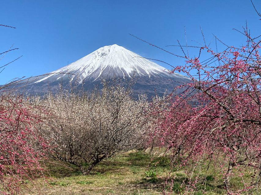 今日の富士山