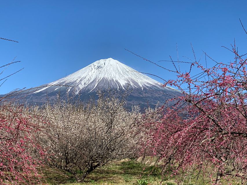 今日の富士山