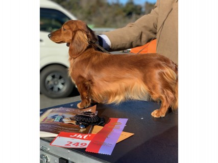 【ドッグショー】ルーシー リザーブウィナー 【ドッグショー】ルーシー リザーブウィナー