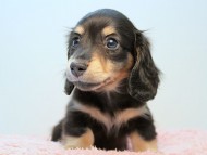 カニンヘン ダックスフンド 子犬 ブラッククリーム 男の子