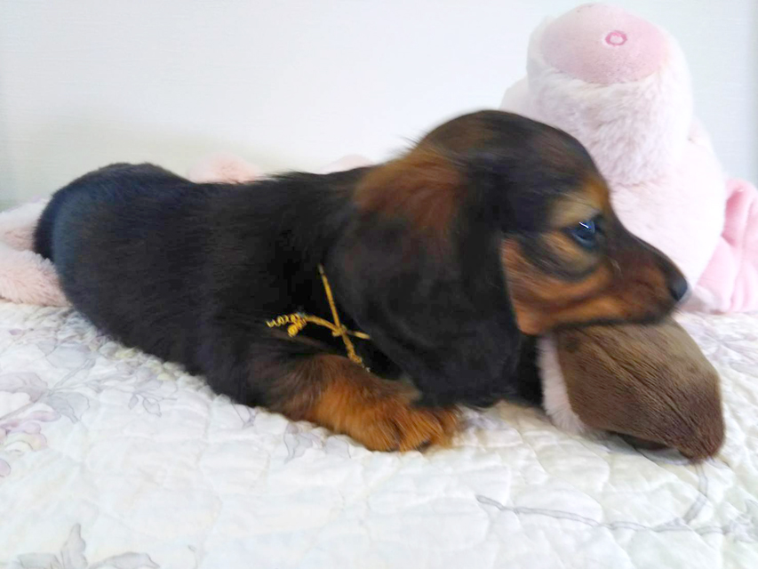 カニンヘンダックスフンド トア & プープーの子犬 レッド 女の子（1）