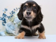 カニンヘン ダックスフンド 子犬 ブラッククリーム 男の子