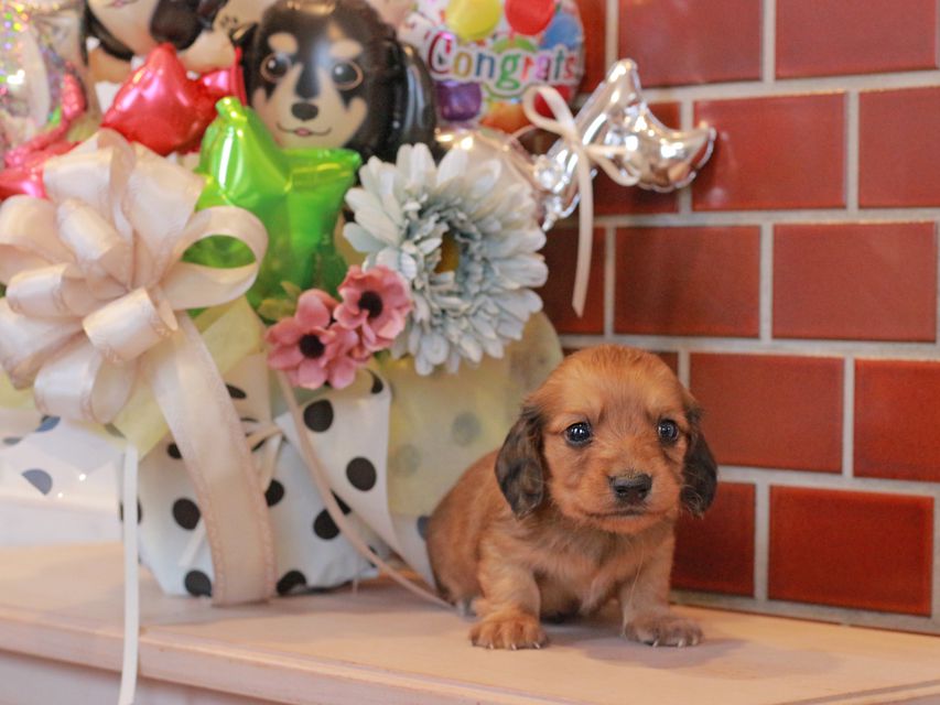 チャーム & 竹千代CHの子犬 レッド 男の子(1)IMG_4102 チャーム & 竹千代CHの子犬 レッド 男の子(1)